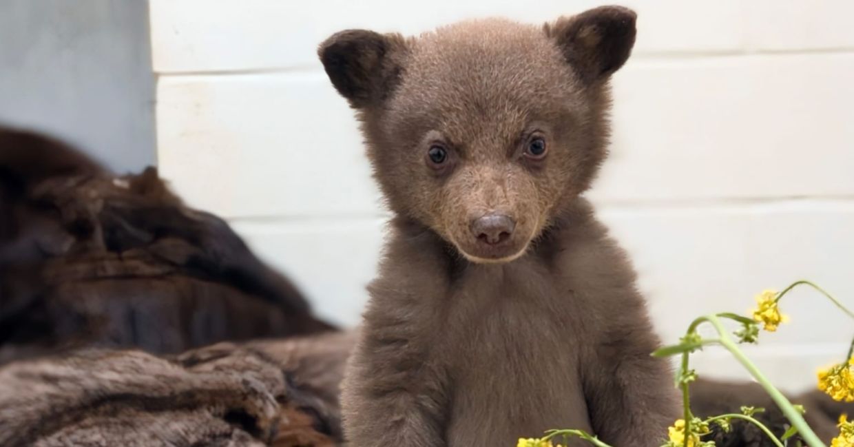 This tiny bear cub is being cared for by a wildlife center. This tiny bear cub is being cared for by a wildlife center.