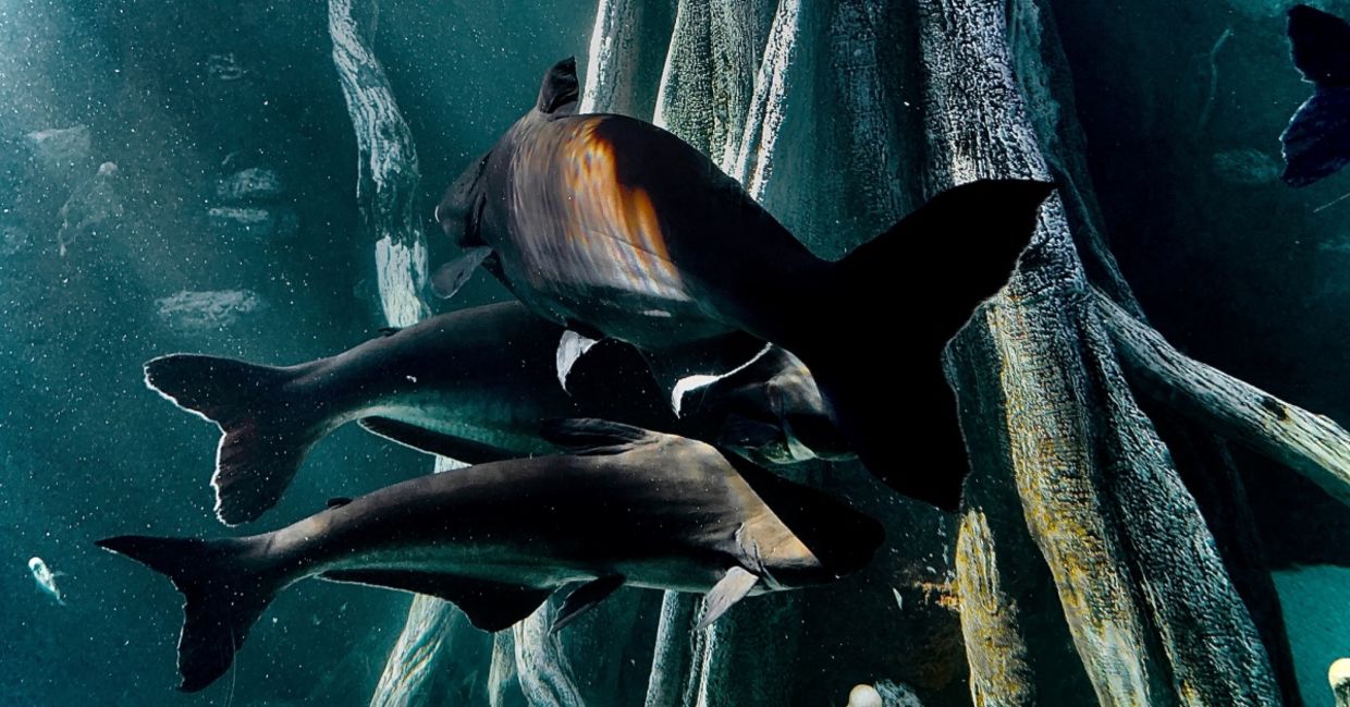 Baby mako sharks.