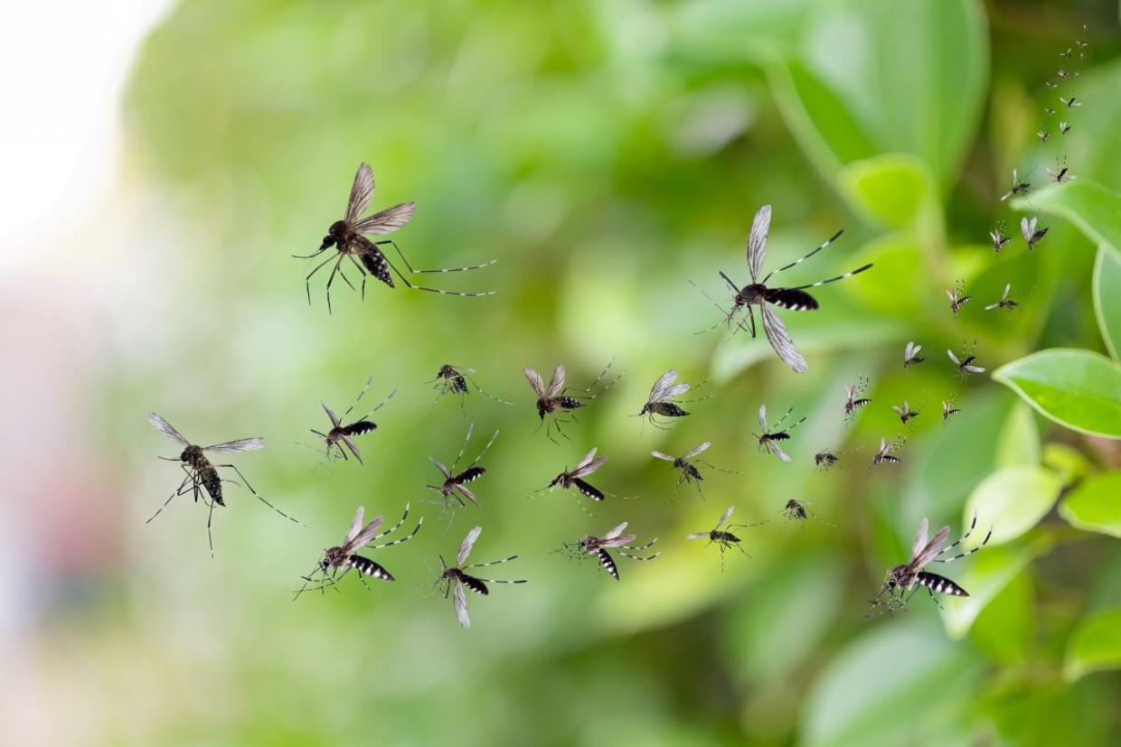 Swarm of mosquitoes. Swarm of mosquitoes.