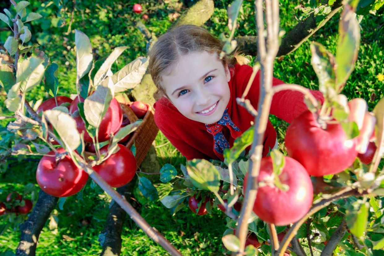 Apple picking in an orchard. Apple picking in an orchard.