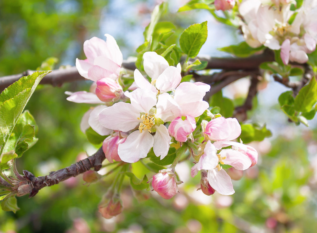An apple tree in full blossoms. An apple tree in full blossoms.