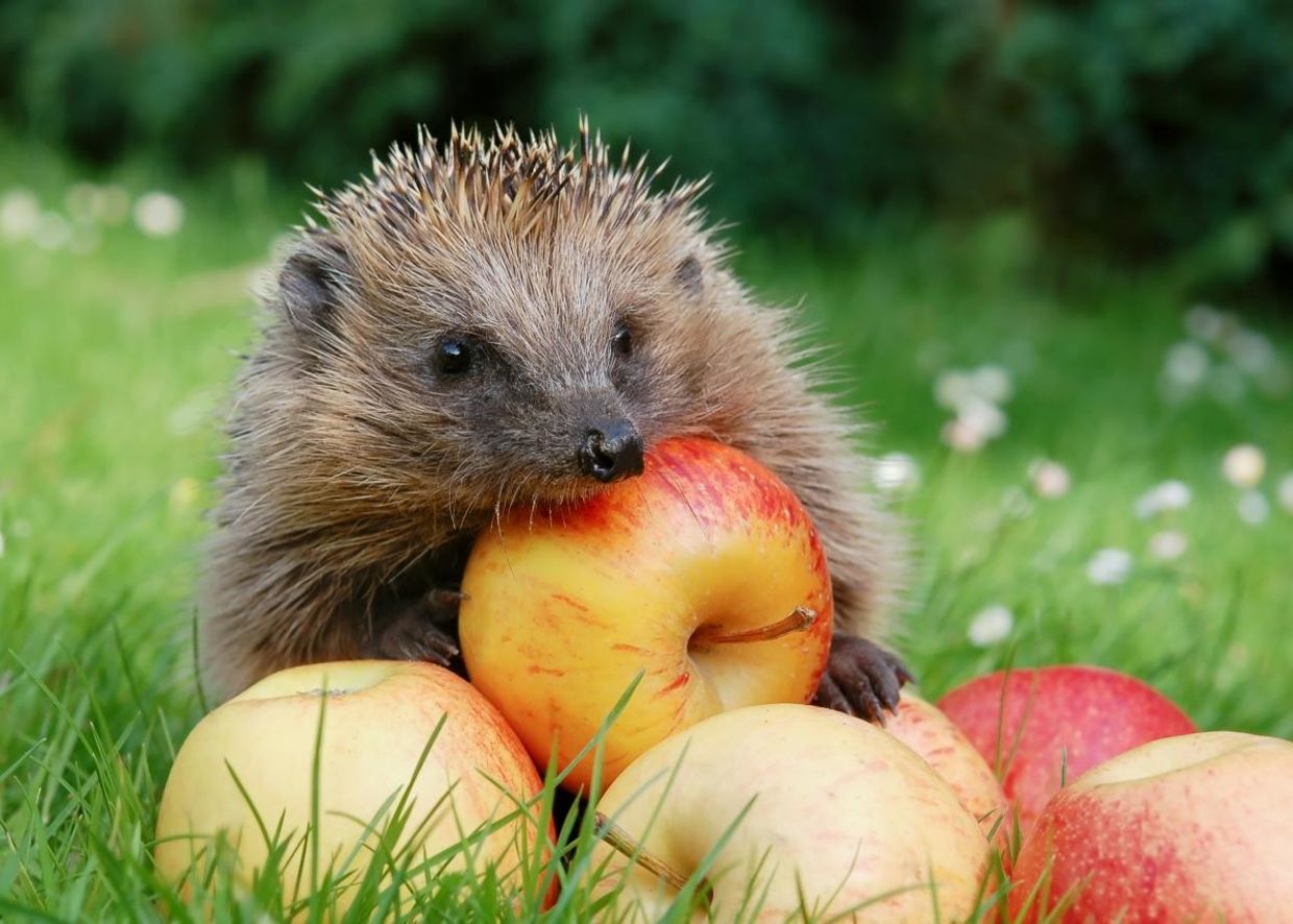 A hedgehog gathering apples A hedgehog gathering apples